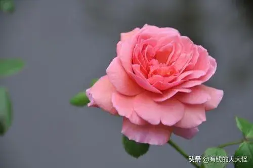 月季花的花语？