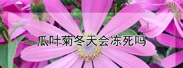 瓜叶菊冬天会冻死吗