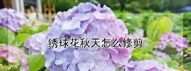 绣球花秋天怎么修剪