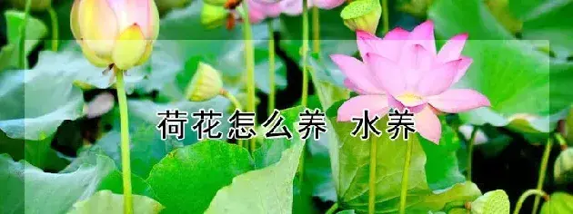 荷花怎么养 水养