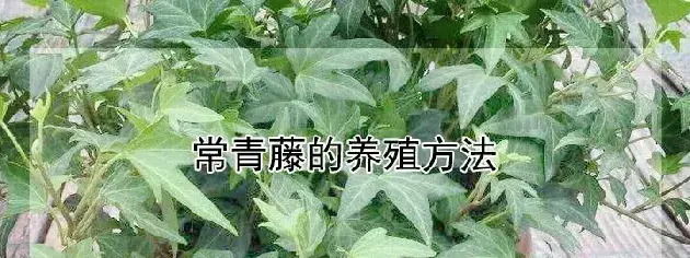 常青藤的养殖方法