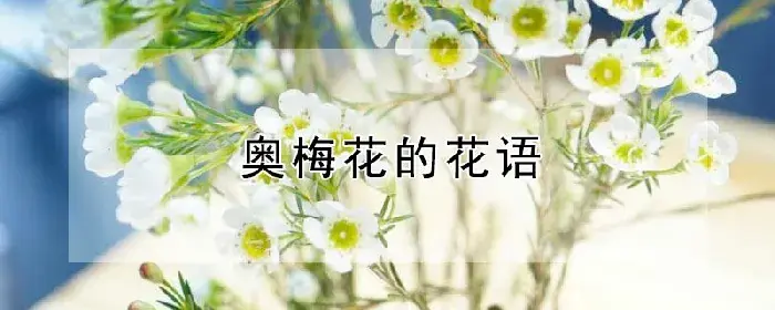 奥梅花的花语