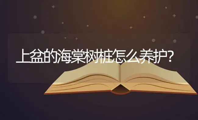 上盆的海棠树桩怎么养护？ | 绿植常识