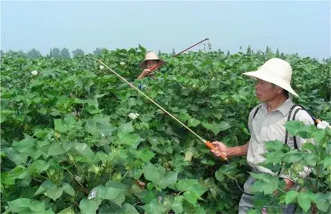 棉花死苗的防治和治疗办法