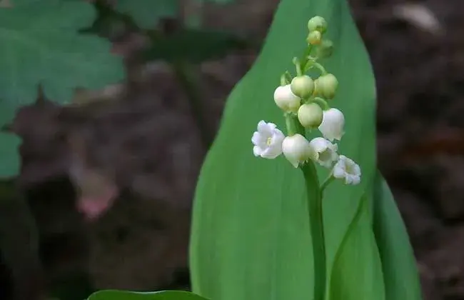 铃兰的花语和传说