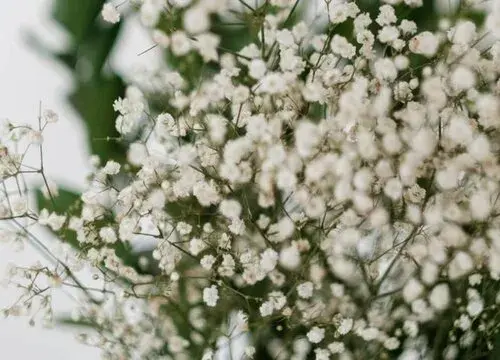 表示思念的花 花语是思念的花