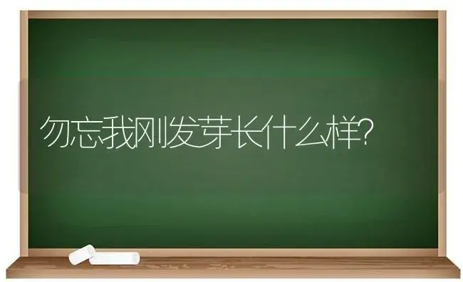 勿忘我刚发芽长什么样？ | 绿植常识