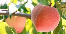 中国蜜桃之乡霜红桃熟了