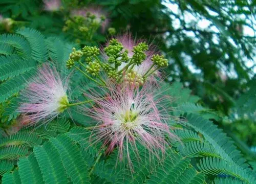 表示爱情的花 花语是爱情的花