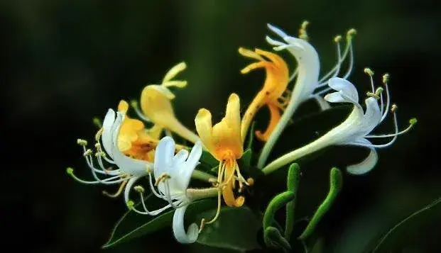 什么花的花语是真诚，石竹/金银花/桔梗花/粉玫瑰(真诚的爱)