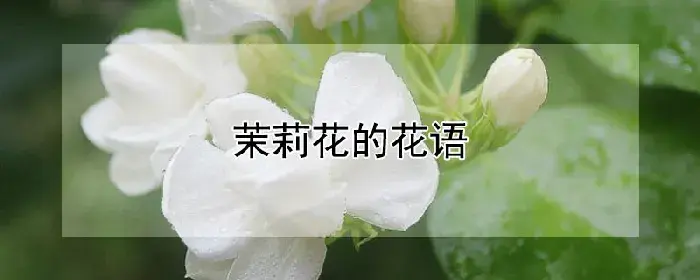 茉莉花的花语