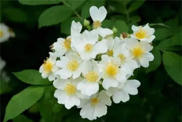 荼蘼花开花时间和图片 荼蘼花的花语寓意是什么