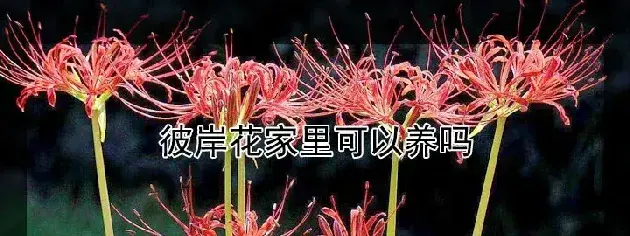 彼岸花家里可以养吗