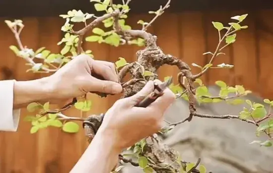 盆栽造型 | 想要清香木盆景更耐看 日常的修剪整形要做好