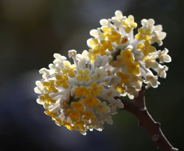 结香花的花语是什么，喜结连枝(中国的爱情树)_花语大全