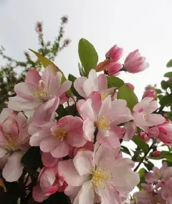 那些花的花语，你真的都知道吗？快来收藏吧