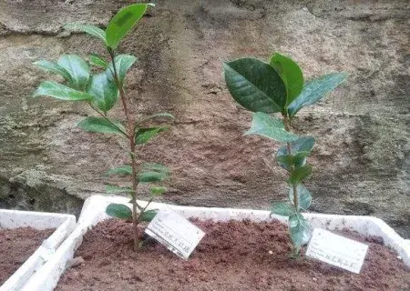 盆栽育苗 | 盆栽茶花苗的培育技术