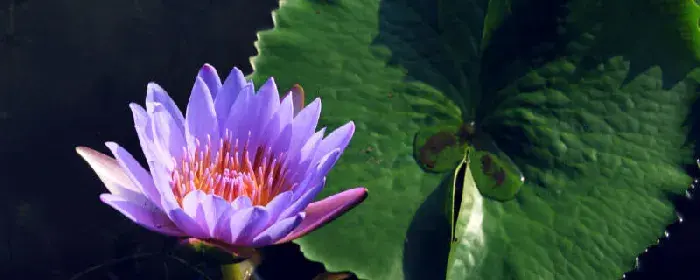 睡莲花的花语和寓意 睡莲花的花语和寓意是什么