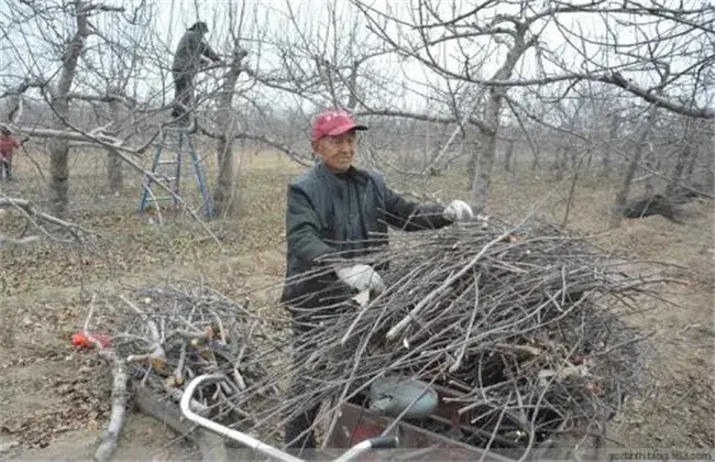 苹果春天清园堤防事项