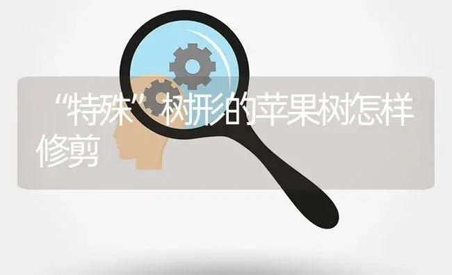 “特殊”树形的苹果树怎样修剪 | 果木种植
