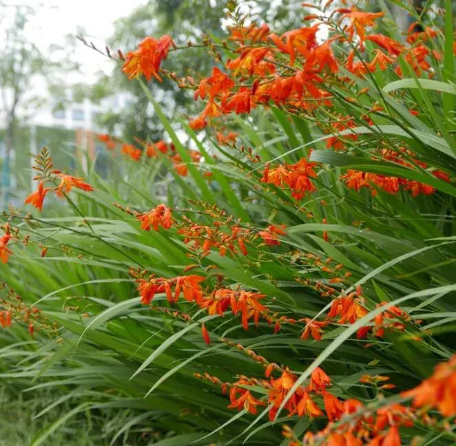 火星花的花语是什么，火星花有毒吗