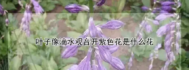 叶子像滴水观音开紫色花是什么花