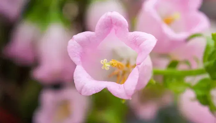 风铃草的花语是什么