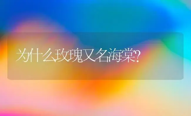 为什么玫瑰又名海棠？ | 绿植常识