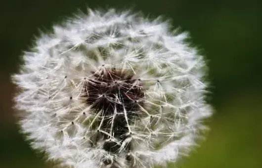 蒲公英种植条件