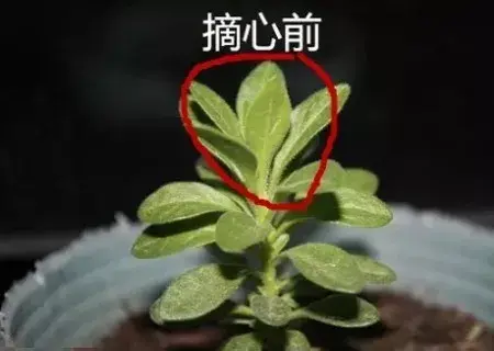 盆栽修剪 | 盆栽打顶摘心的方法