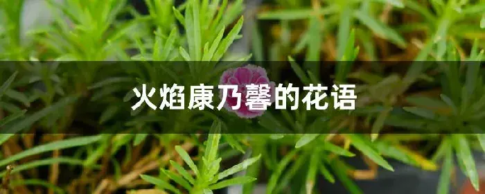 火焰康乃馨的花语