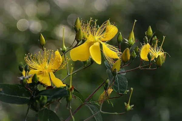 金丝桃花花语