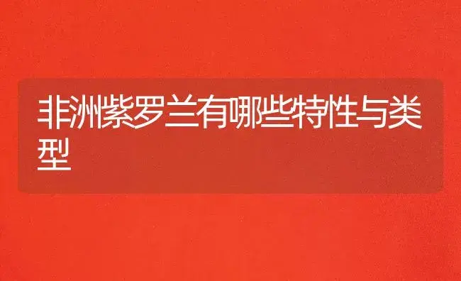 非洲紫罗兰有哪些特性与类型 | 家庭养花