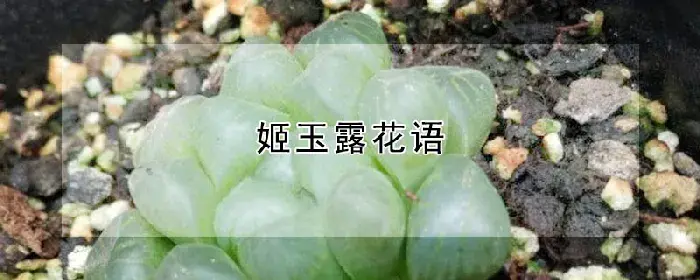 姬玉露花语