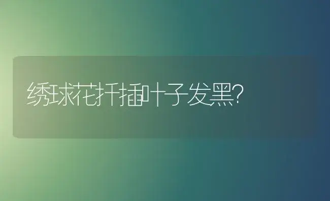 绣球花扦插叶子发黑？ | 绿植常识