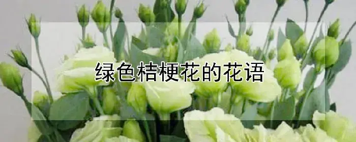 绿色桔梗花的花语