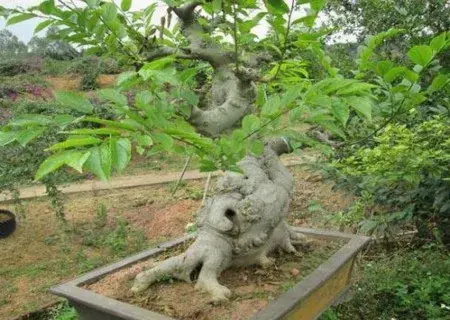 花卉果蔬盆景 | 盆栽朴树移栽/移植技术