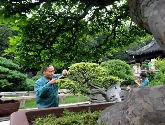 苏派盆景 | 梅雨时节修剪“美容” 呈现苏派盆景特有艺术魅力