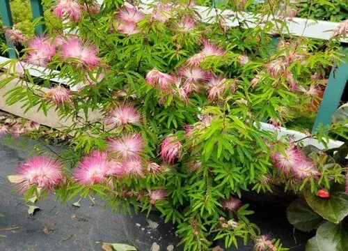 表示重逢的花 花语是重逢的花有哪些？