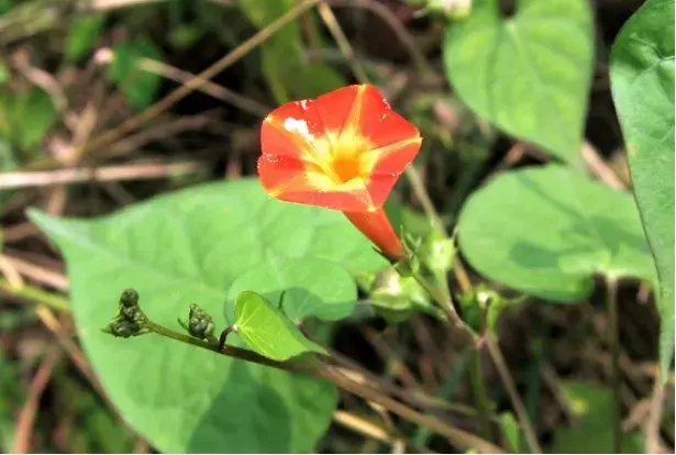 橙红茑萝的花语有哪些？