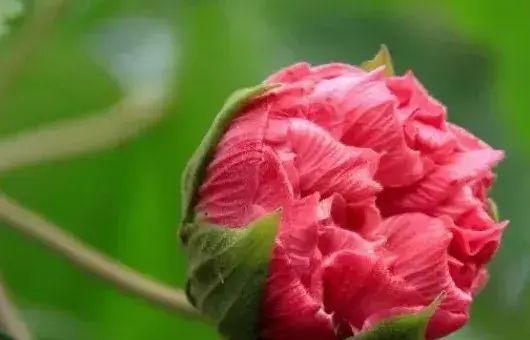 水培芙蓉花叶片所需温度