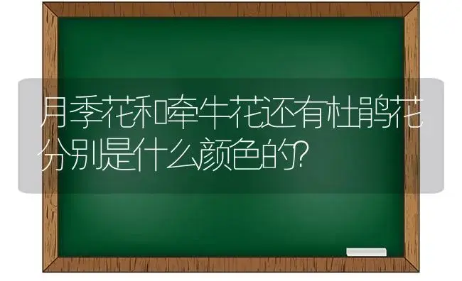 月季花和牵牛花还有杜鹃花分别是什么颜色的？ | 绿植常识