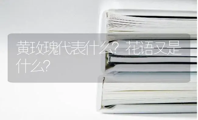 黄玫瑰代表什么？花语又是什么？ | 绿植常识