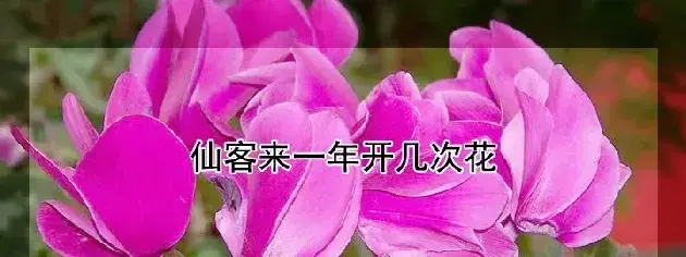 仙客来一年开几次花