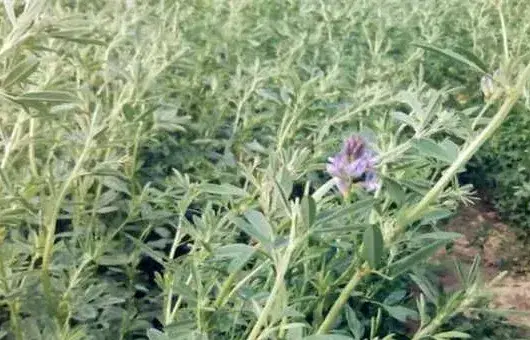 紫花苜蓿种子选种育苗技巧