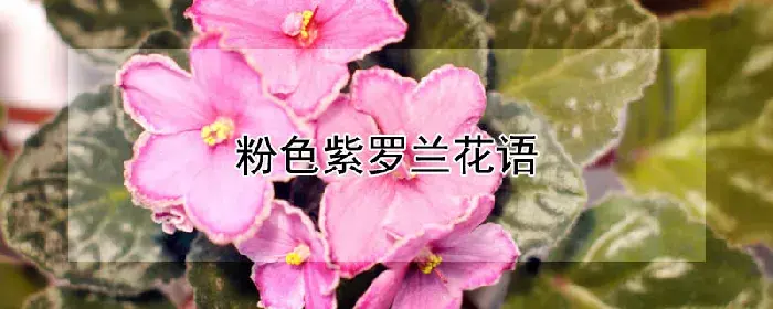 粉色紫罗兰花语