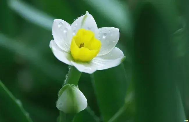 如何让水仙花的叶片打卷