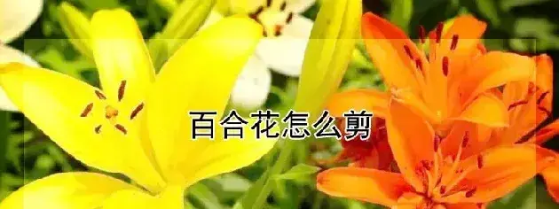 百合花怎么剪