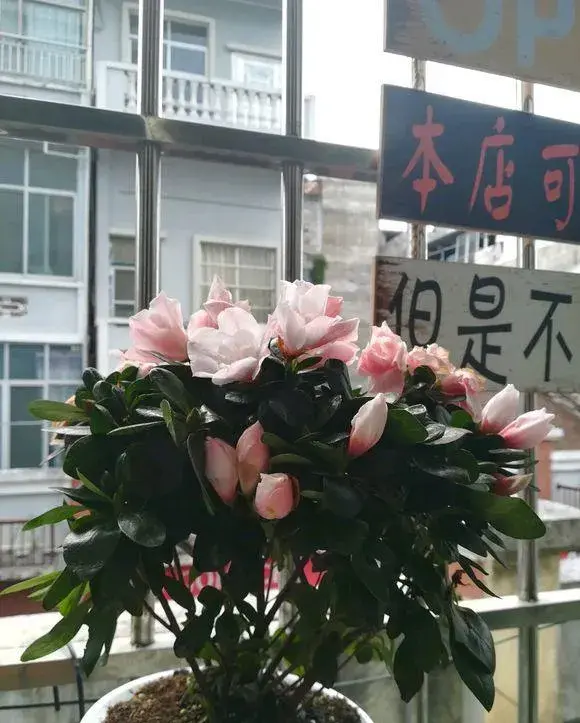 怎样让杜鹃花开花？