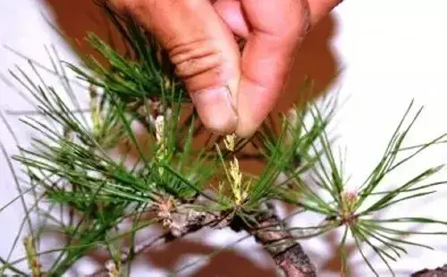 盆栽修剪 | 黑松盆栽摘芽抜针图解